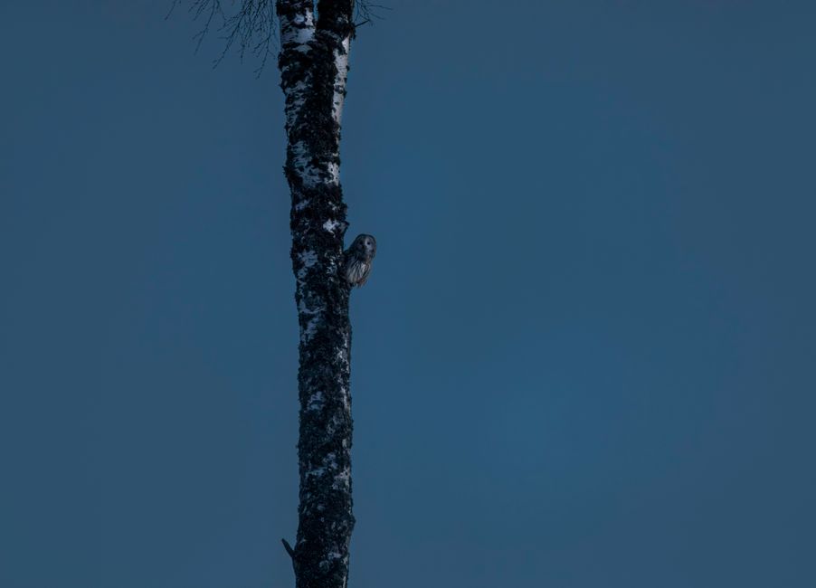 Ural owl (Strix uralensis) perched on a tree illuminated by moonlight.