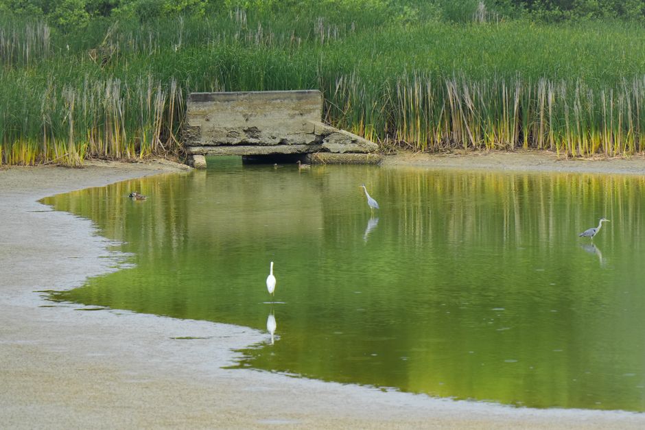 Peaceful wetland with herons and lush reeds reflecting in tranquil water.