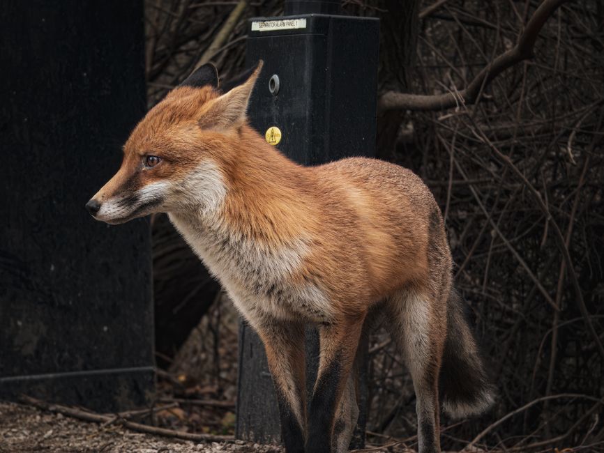 A red fox standing near urban structures with a natural backdrop.
