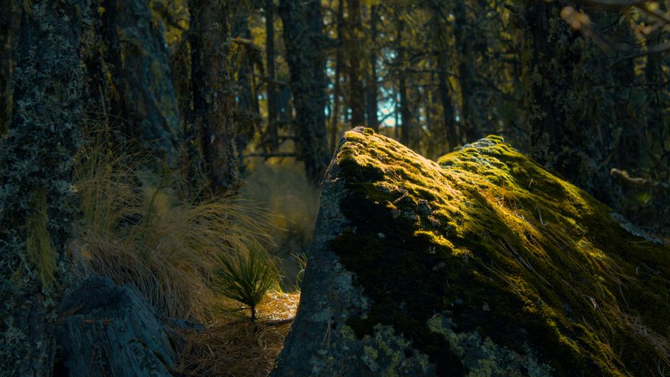 Sunlit moss-covered rock in dense forest at Perote, Veracruz.