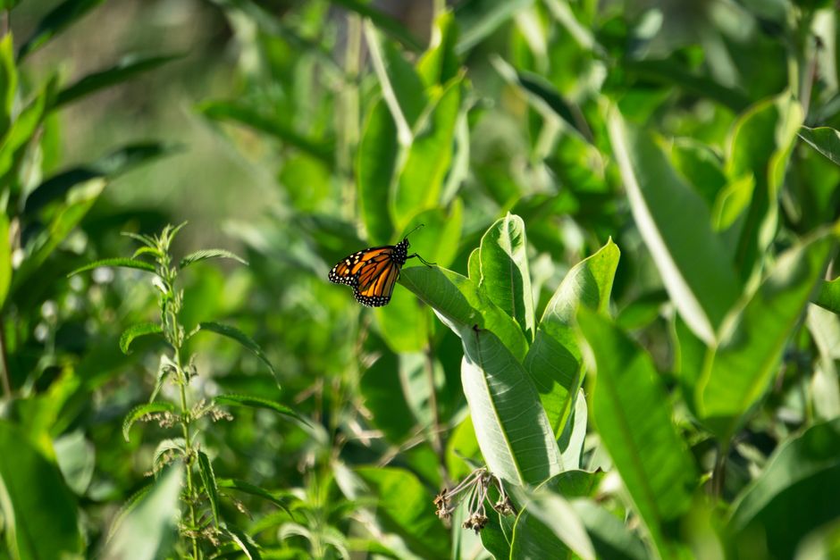A vibrant monarch butterfly perched on milkweed among lush green leaves in a sunlit meadow.